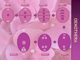 12/9/200820The Female GametophyteMMCMeiosis IMeiosis IIDegen.CEMECEMECEME........OenotheraCEMECEME...CEME.......Mitosis IMitosis IIRearrng.