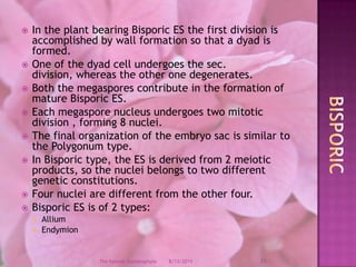 In the plant bearing Bisporic ES the first division is accomplished by wall formation so that a dyad is formed.One of the dyad cell undergoes the sec. division, whereas the other one degenerates.Both the megaspores contribute in the formation of mature Bisporic ES.Each megaspore nucleus undergoes two mitotic division , forming 8 nuclei.The final organization of the embryo sac is similar to the Polygonum type.In Bisporic type, the ES is derived from 2 meiotic products, so the nuclei belongs to two different genetic constitutions.Four nuclei are different from the other four.Bisporic ES is of 2 types:AlliumEndymionBisporic12/9/200821The Female Gametophyte