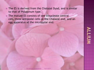 The ES is derived from the Chalazal Dyad, and is similar to that of Polygonum type.The mature ES consists of one binucleate central cell, three antipodal cells at the Chalazal end, and an egg apparatus at the micropylar end.Allium12/9/200822The Female Gametophyte