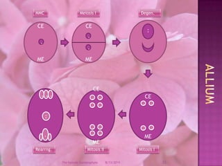 12/9/200823The Female GametophyteMMCMeiosis IDegen.CEMECEME..:.AlliumCEMECEME.........:.........Mitosis IMitosis IIRearrng.