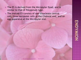 The ES is derived from the Micropylar Dyad, and is similar to that of Polygonum type.The mature ES consists of one binucleate central cell, three antipodal cells at the Chalazal end, and an egg apparatus at the Micropylar end.Endymion12/9/200824The Female Gametophyte