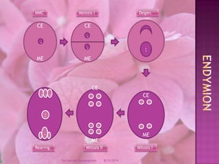 12/9/200825The Female GametophyteMMCMeiosis IDegen.CEMECEME..:.EndymionCEMECEME.........:.........Mitosis IMitosis IIRearrng.