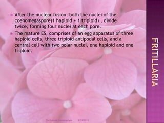 After the nuclear fusion, both the nuclei of the coenomegaspore(1 haploid + 1 triploid) , divide twice, forming four nuclei at each pore.The mature ES, comprises of an egg apparatus of three haploid cells, three triploid antipodal cells, and a central cell with two polar nuclei, one haploid and one triploid.Fritillaria12/9/200827The Female Gametophyte