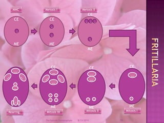 12/9/200828The Female GametophyteMMCMeiosis IMeiosis IICEMECEMECEME.......FritillariaCEMECEME……CEME……………………...…........Mitosis IMitosis IIMitosis IIIRearrng.