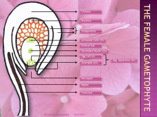 ChalazaNucellusIntegumentsAntipodal Cells (3n)Embryo SacThe Female gametophyteSecondary Nuclei (2n)Egg Cell (n)Egg  Apparatus (3n)Synergids (2n)MicropyleRapheFuniculus12/9/20083The Female Gametophyte