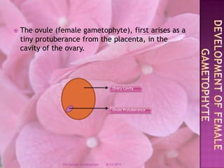 The ovule (female gametophyte), first arises as a tiny protuberance from the placenta, in the cavity of the ovary. Development of female GametophyteOvary CavityOvule Protuberance12/9/20084The Female Gametophyte