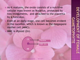 As it matures, the ovule consists of a nutritive cellular mass known as Nucellus, protected by two integuments,  and attached to the placenta by a funiculus.Even at an early stage, one cell becomes evident in the nucellus, which is known as the megaspore mother cell (MMC).MMC is diploid (2n).Development of female GametophyteCE MENucellus.MMC (2n)12/9/20085The Female Gametophyte