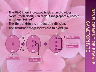 The MMC then increases in size, and divides twice (meiotically) to form 4 megaspores, known as ‘linear tetrad’.The first division is a reduction division.The resultant megaspores are haploid (n).Development of female GametophyteCEMENucellusCEMECEME...Megaspores(n) each...R.MMC (2n)Megaspores (n) eachD12/9/20086The Female Gametophyte