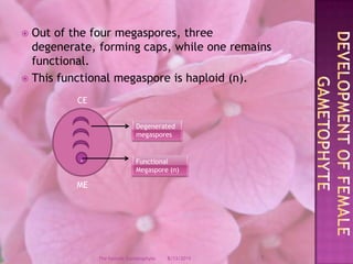Out of the four megaspores, three degenerate, forming caps, while one remains functional.This functional megaspore is haploid (n).CEMEDevelopment of female GametophyteDegenerated megaspores.Functional Megaspore (n)12/9/20087The Female Gametophyte