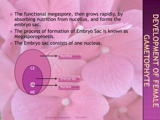 The functional megaspore, then grows rapidly, by absorbing nutrition from nucellus, and forms the embryo sac.The process of formation of Embryo Sac is known as Megasporogenesis.The Embryo sac consists of one nucleus.Development of female GametophyteNucellusCEMEEmbryo Sac .Nucleus12/9/20088The Female Gametophyte
