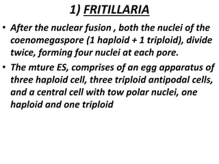 1) FRITILLARIA
• After the nuclear fusion , both the nuclei of the
coenomegaspore (1 haploid + 1 triploid), divide
twice, forming four nuclei at each pore.
• The mture ES, comprises of an egg apparatus of
three haploid cell, three triploid antipodal cells,
and a central cell with tow polar nuclei, one
haploid and one triploid
 