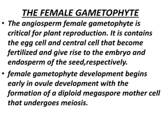 THE FEMALE GAMETOPHYTE
• The angiosperm female gametophyte is
critical for plant reproduction. It is contains
the egg cell and central cell that become
fertilized and give rise to the embryo and
endosperm of the seed,respectively.
• female gametophyte development begins
early in ovule development with the
formation of a diploid megaspore mother cell
that undergoes meiosis.
 
