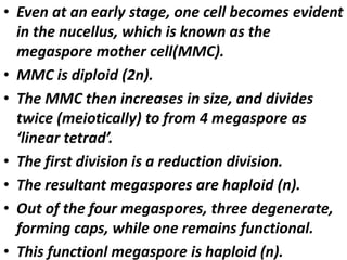 • Even at an early stage, one cell becomes evident
in the nucellus, which is known as the
megaspore mother cell(MMC).
• MMC is diploid (2n).
• The MMC then increases in size, and divides
twice (meiotically) to from 4 megaspore as
‘linear tetrad’.
• The first division is a reduction division.
• The resultant megaspores are haploid (n).
• Out of the four megaspores, three degenerate,
forming caps, while one remains functional.
• This functionl megaspore is haploid (n).
 