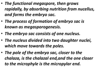 • The functional megaspore, then grows
rapidally, by absorbing nutrition from nucellus,
and forms the embryo sac.
• The process of formation of embryo sac is
known as megasporogenesis.
• The embryo sac consists of one nucleus.
• The nucleus divided into two daughter nuclei,
which move towards the poles.
• The pole of the embryo sac, closer to the
chalaza, is the chalazal end,and the one closer
to the microphyle is the micropylar end.
 