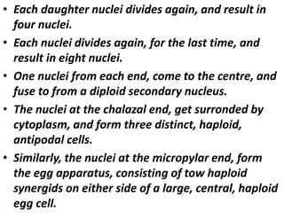 • Each daughter nuclei divides again, and result in
four nuclei.
• Each nuclei divides again, for the last time, and
result in eight nuclei.
• One nuclei from each end, come to the centre, and
fuse to from a diploid secondary nucleus.
• The nuclei at the chalazal end, get surronded by
cytoplasm, and form three distinct, haploid,
antipodal cells.
• Similarly, the nuclei at the micropylar end, form
the egg apparatus, consisting of tow haploid
synergids on either side of a large, central, haploid
egg cell.
 