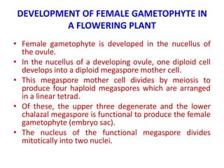 DEVELOPMENT OF FEMALE GAMETOPHYTE IN
A FLOWERING PLANT
• Female gametophyte is developed in the nucellus of
the ovule.
• In the nucellus of a developing ovule, one diploid cell
develops into a diploid megaspore mother cell.
• This megaspore mother cell divides by meiosis to
produce four haploid megaspores which are arranged
in a linear tetrad.
• Of these, the upper three degenerate and the lower
chalazal megaspore is functional to produce the female
gametophyte (embryo sac).
• The nucleus of the functional megaspore divides
mitotically into two nuclei.
 