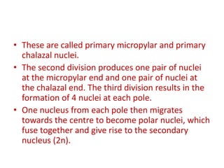 • These are called primary micropylar and primary
chalazal nuclei.
• The second division produces one pair of nuclei
at the micropylar end and one pair of nuclei at
the chalazal end. The third division results in the
formation of 4 nuclei at each pole.
• One nucleus from each pole then migrates
towards the centre to become polar nuclei, which
fuse together and give rise to the secondary
nucleus (2n).
 