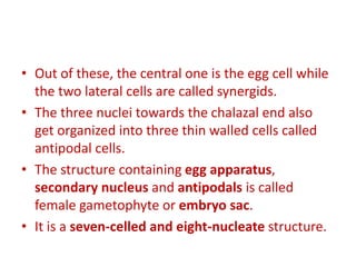 • Out of these, the central one is the egg cell while
the two lateral cells are called synergids.
• The three nuclei towards the chalazal end also
get organized into three thin walled cells called
antipodal cells.
• The structure containing egg apparatus,
secondary nucleus and antipodals is called
female gametophyte or embryo sac.
• It is a seven-celled and eight-nucleate structure.
 