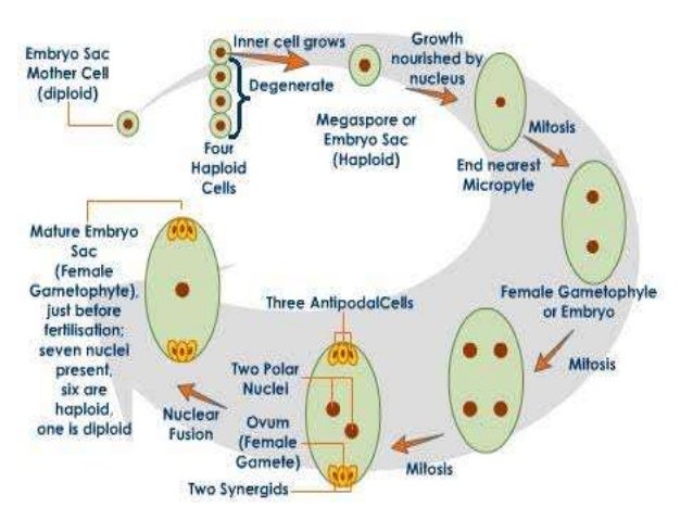 In Angiosperms, What Structures House Female Gametophytes? Female gametophyte