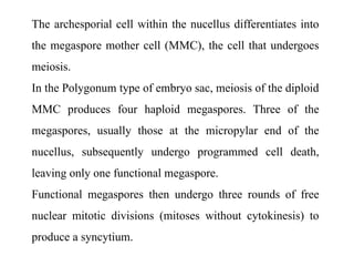 The archesporial cell within the nucellus differentiates into
the megaspore mother cell (MMC), the cell that undergoes
meiosis.
In the Polygonum type of embryo sac, meiosis of the diploid
MMC produces four haploid megaspores. Three of the
megaspores, usually those at the micropylar end of the
nucellus, subsequently undergo programmed cell death,
leaving only one functional megaspore.
Functional megaspores then undergo three rounds of free
nuclear mitotic divisions (mitoses without cytokinesis) to
produce a syncytium.
 