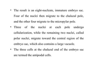 • The result is an eight-nucleate, immature embryo sac.
Four of the nuclei then migrate to the chalazal pole,
and the other four migrate to the micropylar pole.
• Three of the nuclei at each pole undergo
cellularization, while the remaining two nuclei, called
polar nuclei, migrate toward the central region of the
embryo sac, which also contains a large vacuole.
• The three cells at the chalazal end of the embryo sac
are termed the antipodal cells.
 