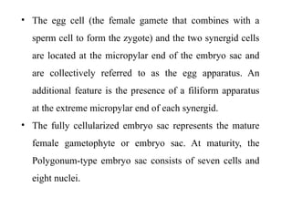• The egg cell (the female gamete that combines with a
sperm cell to form the zygote) and the two synergid cells
are located at the micropylar end of the embryo sac and
are collectively referred to as the egg apparatus. An
additional feature is the presence of a filiform apparatus
at the extreme micropylar end of each synergid.
• The fully cellularized embryo sac represents the mature
female gametophyte or embryo sac. At maturity, the
Polygonum-type embryo sac consists of seven cells and
eight nuclei.
 