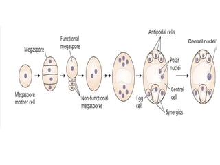 Central nuclei
 