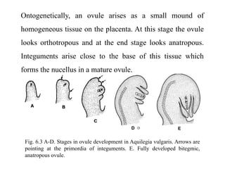 Ontogenetically, an ovule arises as a small mound of
homogeneous tissue on the placenta. At this stage the ovule
looks orthotropous and at the end stage looks anatropous.
Integuments arise close to the base of this tissue which
forms the nucellus in a mature ovule.
D
Fig. 6.3 A-D. Stages in ovule development in Aquilegia vulgaris. Arrows are
pointing at the primordia of integuments. E. Fully developed bitegmic,
anatropous ovule.
 