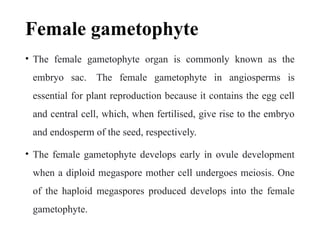 Female gametophyte
• The female gametophyte organ is commonly known as the
embryo sac. The female gametophyte in angiosperms is
essential for plant reproduction because it contains the egg cell
and central cell, which, when fertilised, give rise to the embryo
and endosperm of the seed, respectively.
• The female gametophyte develops early in ovule development
when a diploid megaspore mother cell undergoes meiosis. One
of the haploid megaspores produced develops into the female
gametophyte.
 