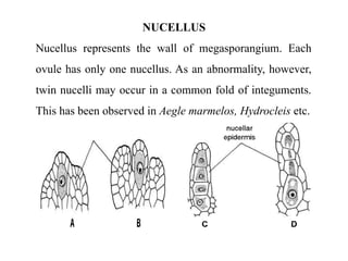 NUCELLUS
Nucellus represents the wall of megasporangium. Each
ovule has only one nucellus. As an abnormality, however,
twin nucelli may occur in a common fold of integuments.
This has been observed in Aegle marmelos, Hydrocleis etc.
 