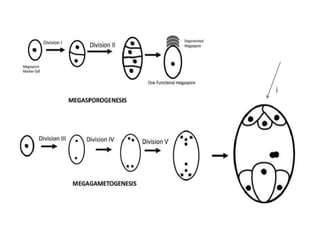 Female Gametophyte development in plants.pptx