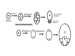Female Gametophyte development in plants.pptx