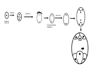 Female Gametophyte development in plants.pptx