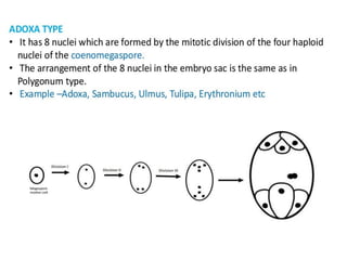 Female Gametophyte development in plants.pptx