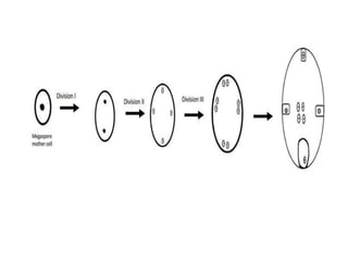 Female Gametophyte development in plants.pptx