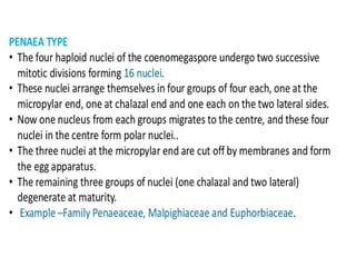 Female Gametophyte development in plants.pptx