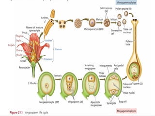 Female Gametophyte development in plants.pptx