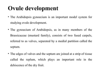 Ovule development
• The Arabidopsis gynoecium is an important model system for
studying ovule development.
• The gynoecium of Arabidopsis, as in many members of the
Brassicaceae (mustard family), consists of two fused carpels,
referred to as valves, separated by a medial partition called the
septum.
• The edges of valves and the septum are joined at a strip of tissue
called the replum, which plays an important role in the
dehiscence of the dry fruit.
 
