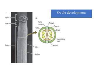 Ovule development
 