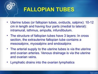 Salping Comprehensive Anatomy of Female Genital Organs: Structure, Function ...