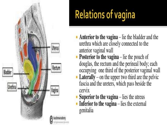 ANATOMY OF FEMALE GENITAL TRACT | PPTX