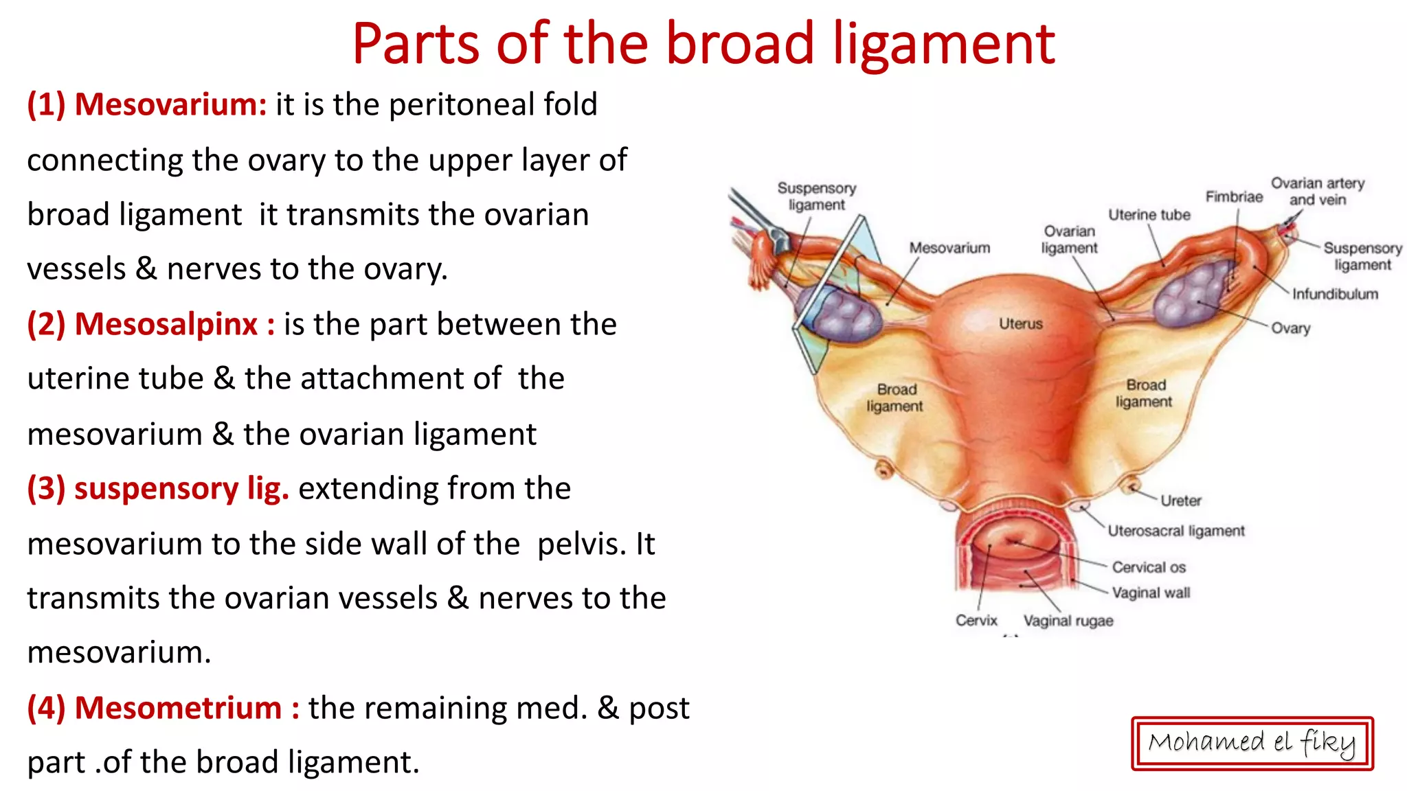 anatomy of Female genital organs [auto saved] | PDF