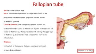 anatomy of Female genital organs [auto saved] | PDF