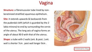 anatomy-of-female-genital-organs-auto-saved-pdf
