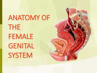 ANATOMY OF
THE
FEMALE
GENITAL
SYSTEM
 