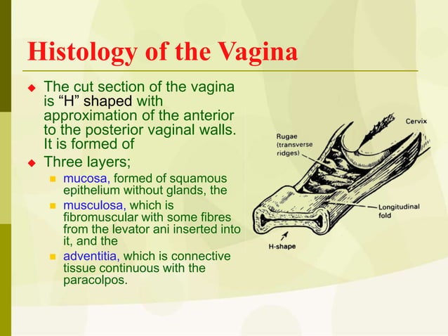 FEMALE GENITAL SYSTEM ANAT ppt FEMALE GENITAL SYSTEM ANAT ppt