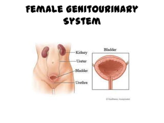 Female Genitourinary
System
 