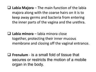  Labia Majora – The main function of the labia
majora along with the coarse hairs on it is to
keep away germs and bacteria from entering
the inner parts of the vagina and the urethra.
 Labia minora – labia minora close
together, protecting their inner mucous
membrane and closing off the vaginal entrance.
 Frenulum - is a small fold of tissue that
secures or restricts the motion of a mobile
organ in the body.
 