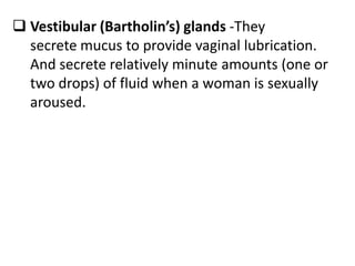  Vestibular (Bartholin’s) glands -They
secrete mucus to provide vaginal lubrication.
And secrete relatively minute amounts (one or
two drops) of fluid when a woman is sexually
aroused.
 