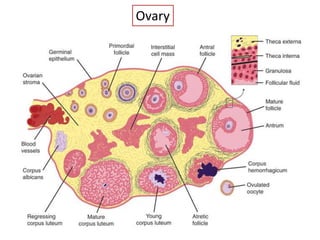 Ovary
 